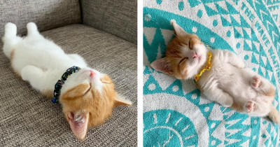Feast Your Eyes On This Adorable Cat Who Sleeps Flat On His Back
