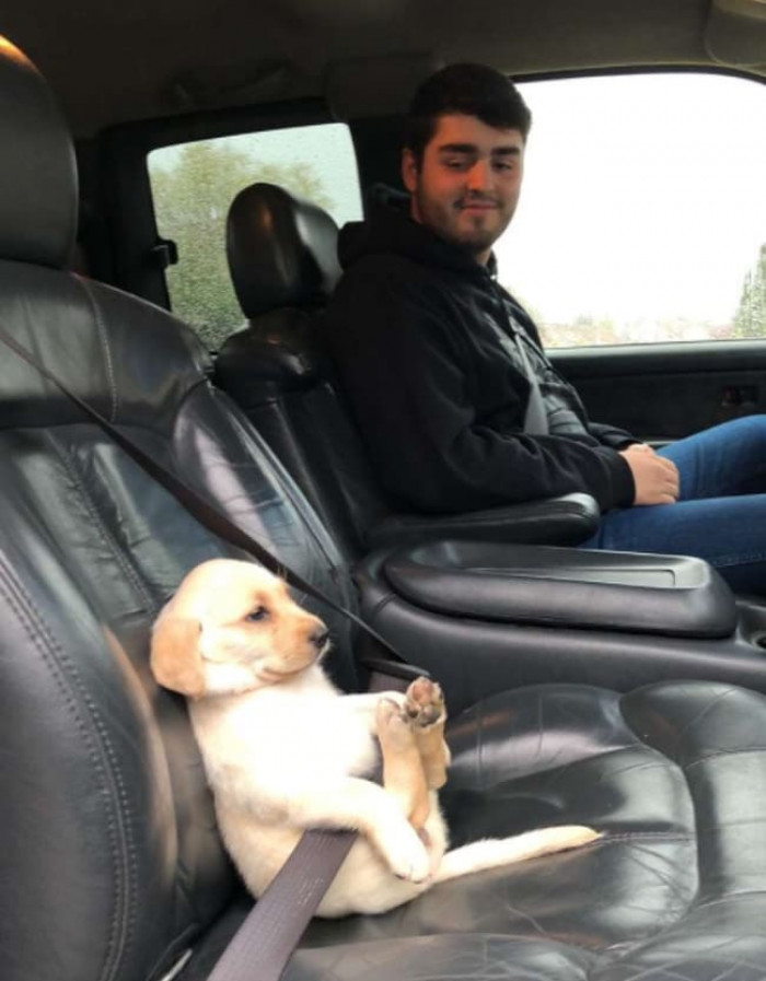 4. A pupper all buckled up