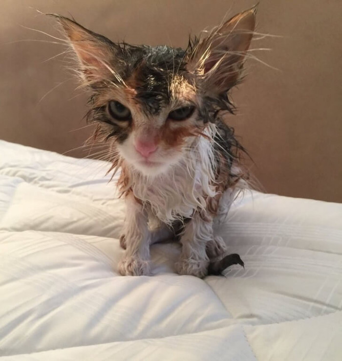 8. You will pay for this, human.