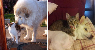 A Collection of Adorable Pictures of Cats and Dogs Hanging Out