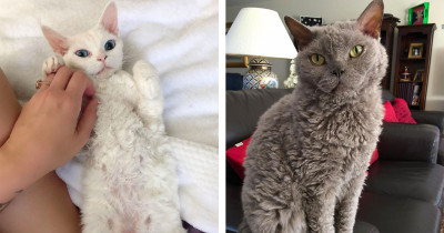 Curly Cats That Prove 'Poodle Cats' Are Ridiculously Adorable