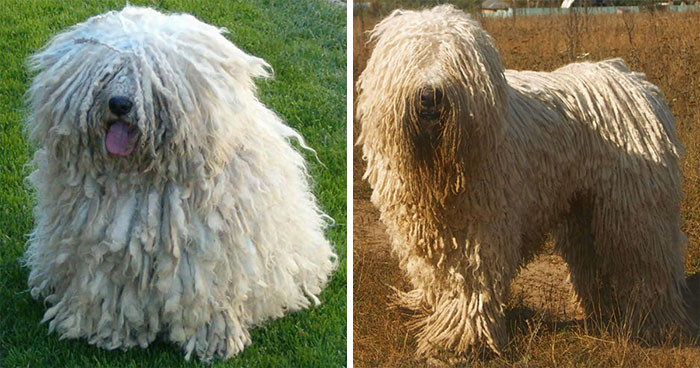 Puli & Komondor