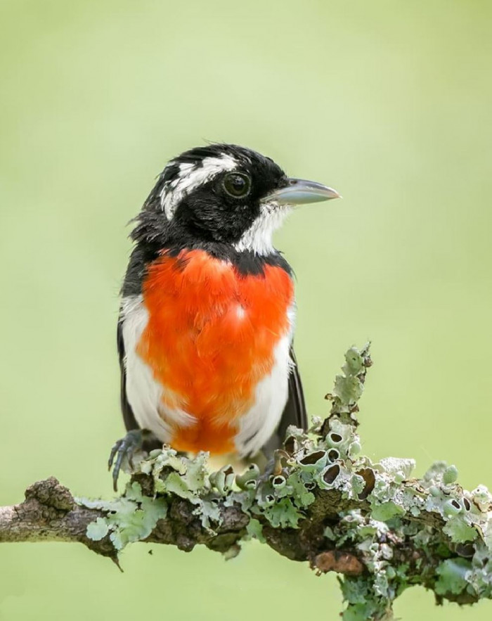 Red-Breasted Chat
