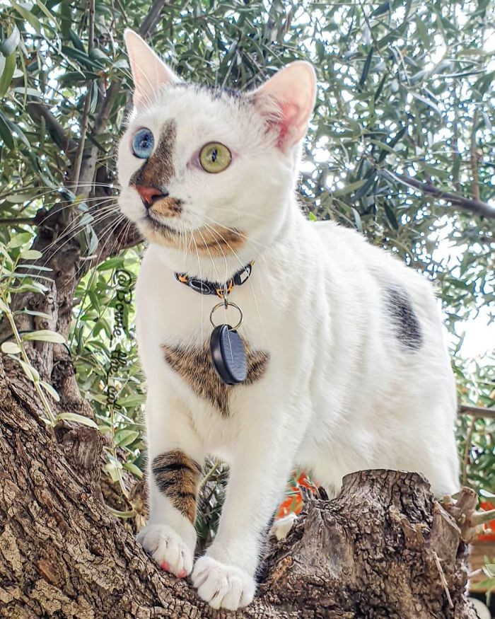 Meet Bowie, The Most Majestic And Magnificent Cat Who's Gone Viral