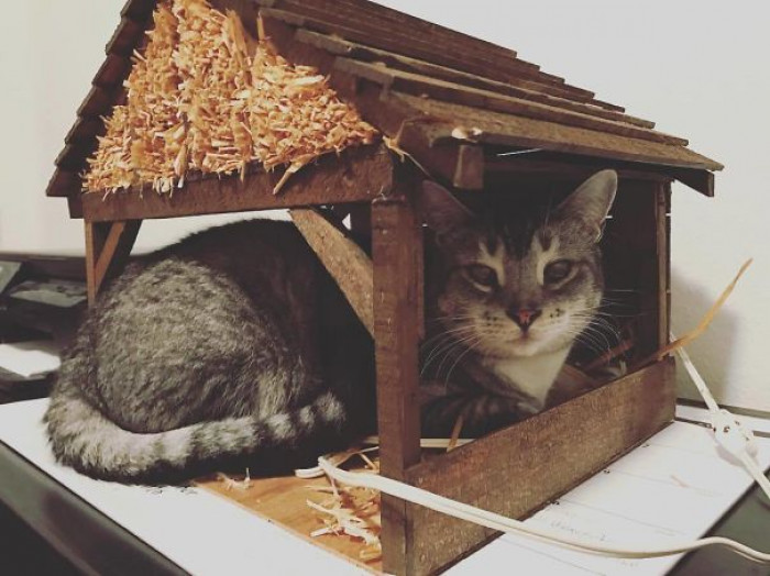38. "We Decided To Showcase The Cat That Was At The First Christmas"