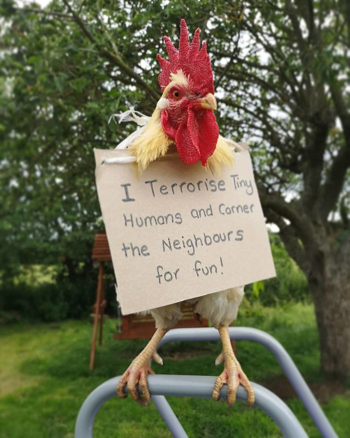25. "Colin, My Naughty Cockerel. The Kids Are Scared Of Him, And So Are The Neighbors"