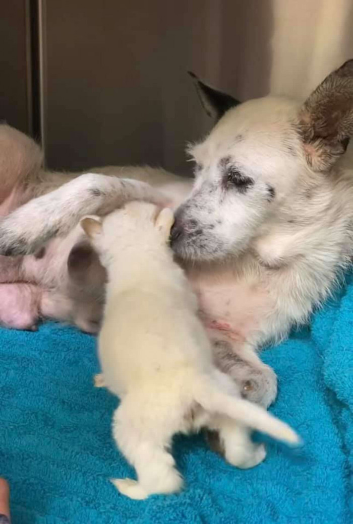 Bravo! Penelope and Petunia were finally reunited!