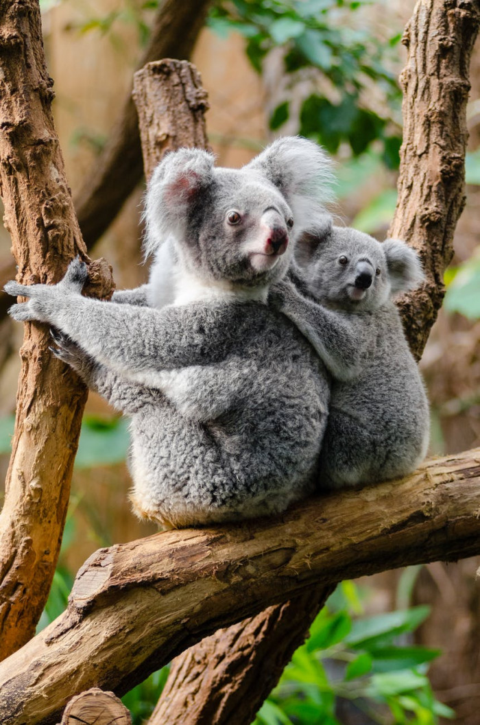 The Australian Koala Foundation has declared Koalas to be functionally extinct. 