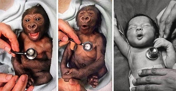 6. Newborn Gorilla vs. Cold Stethoscope