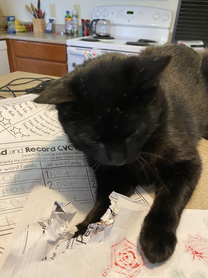 9. "Chewed up some homework like a true asshole."