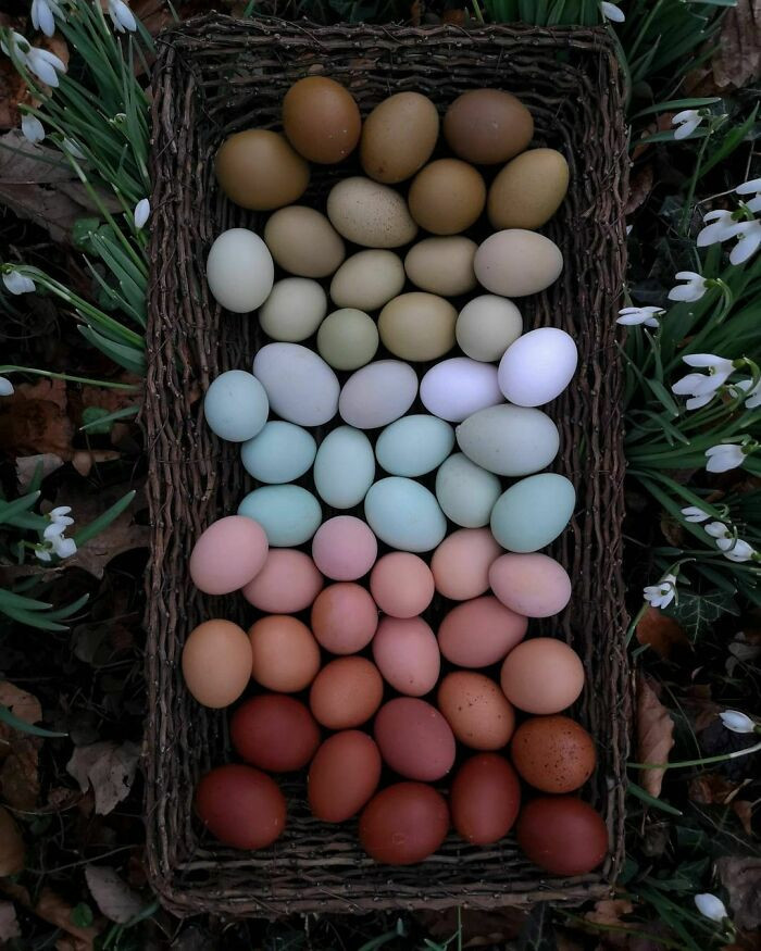 18. Eggs