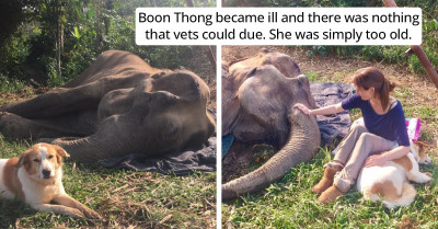 Faithful Dog Refuses To Leave His Elephant Friend During His Last Hours On Earth