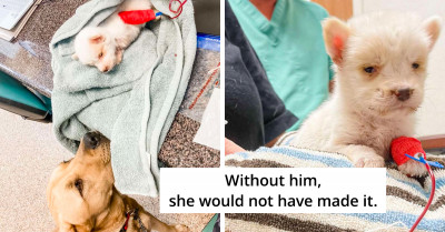 This Sweet, Big Dog Saved A Tiny Puppy's Life