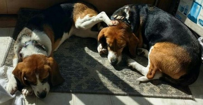 6. Best friends—from eating together, pooping together, playing together, and even sleeping together!