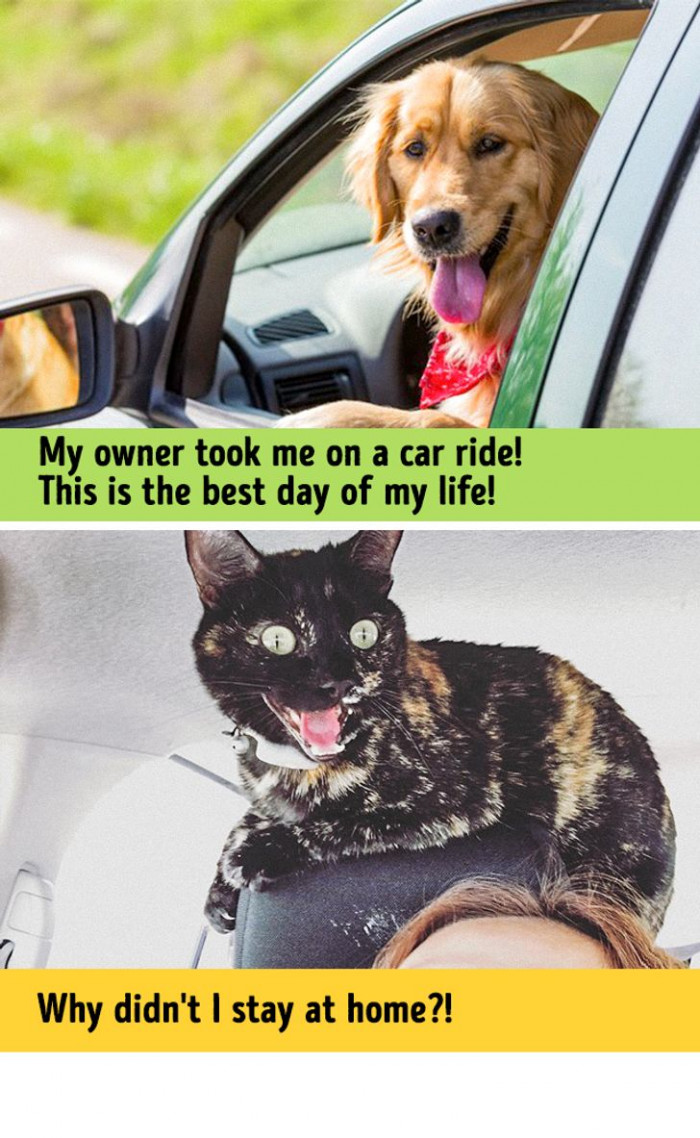 #2 They have different reactions to car rides.