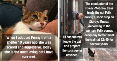 Wholesome Cats Are Guaranteed to Warm Your Heart