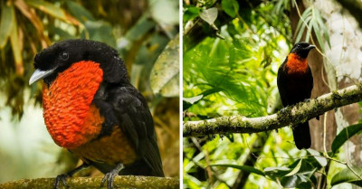 The Red-Ruffed Fruitcrow Bird Looks Like It Is Wearing A Fluffy Red Scarf