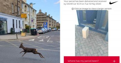 Check Out How These Animals Have Stolen The Spotlight In These Hilarious And Heartwarming Tweets