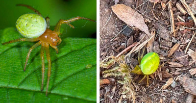 Couple Who Found A Baby Watermelon Were Shocked When They Realized It Was An Arachnid