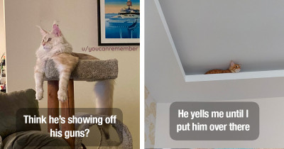 Silly Cats Doing Things That Only Make Sense to Other Cats