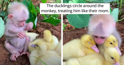 Baby Monkey Treats Five Ducklings Like Family by Caring for Them, and It Is Heartwarming and Wonderful