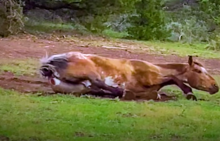 Clare and her team dedicated most of their time trying to adopt both horses.