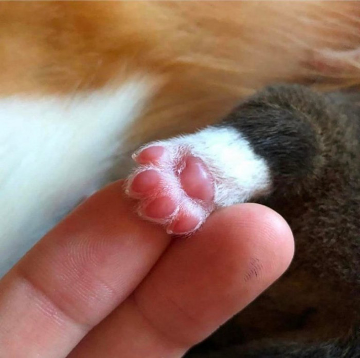 12. This is how big a newborn Corgi paw is