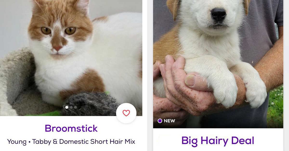 Here Is An Inspiring List Of Most Creative And Weird Pet Names You Will 