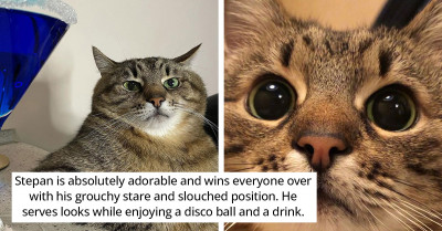 World-Famous Cat Named Stepan Discovered To Be Safe With His Family In France After Fleeing Their Home In Ukraine