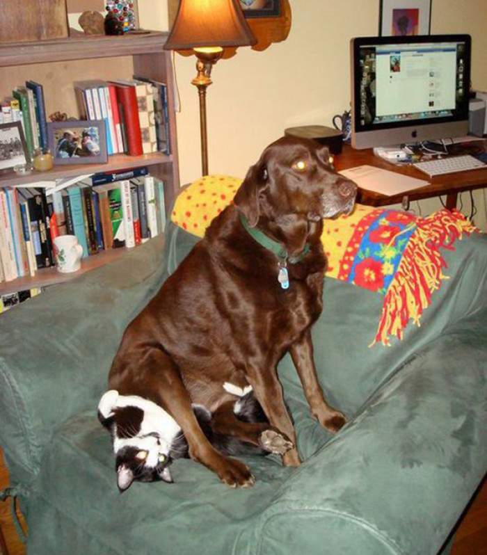 16. Nothing here, just a dog sitting on a cat