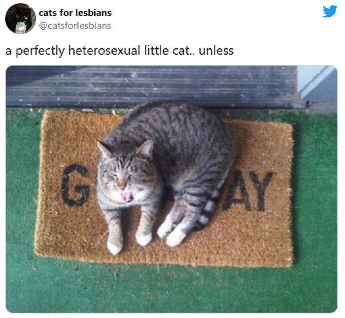 19. This cat wants you to know something very personal about itself...
