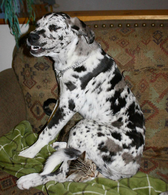 11. Did you notice the invisible cat underneath the dog?