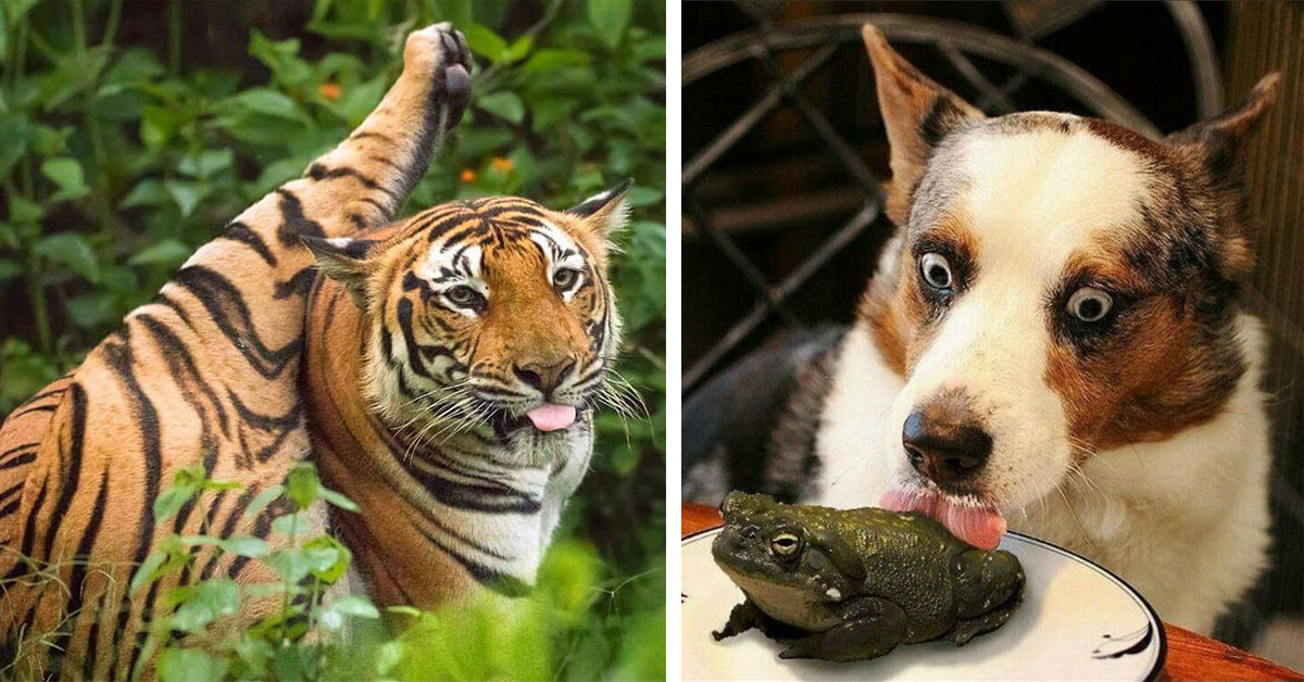 40 Animal Pictures That Show Who The Real Bosses Are