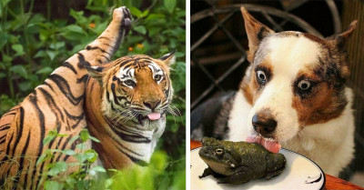 40 Animal Pictures That Show Who The Real Bosses Are