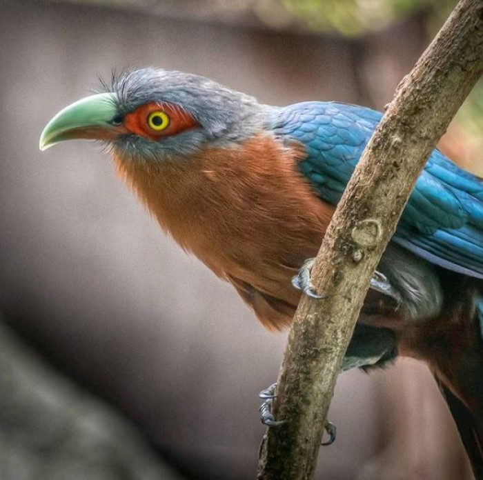 Esta especie es bastante común incluso en la actualidad, y no hay registro de disminuciones o amenazas sustanciales para etiquetar su existencia como en peligro de extinción.