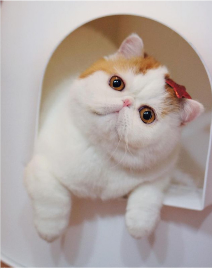 14. Snoopy is so, so cute