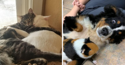 23 Of The Cutest Animal Friendships That Prove They’re Meant For Each Other