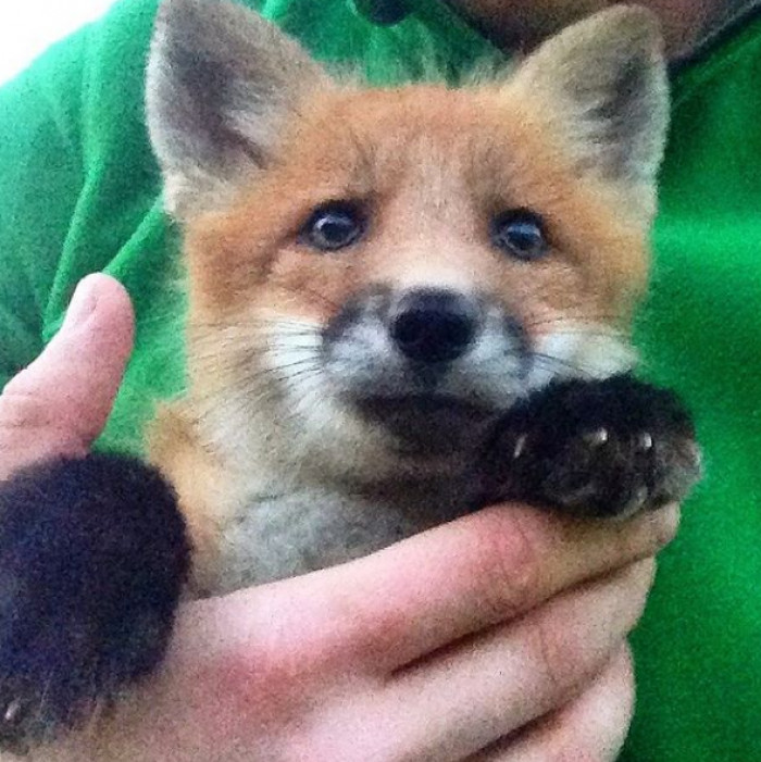 Welcome Home, Woody!