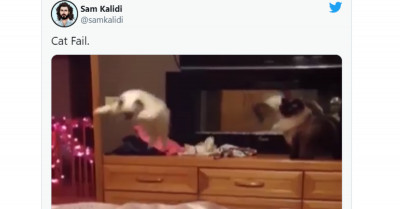 Here Are 10 Purrfect Cat Posts From This Week That Will Keep You Glued To Your Screen