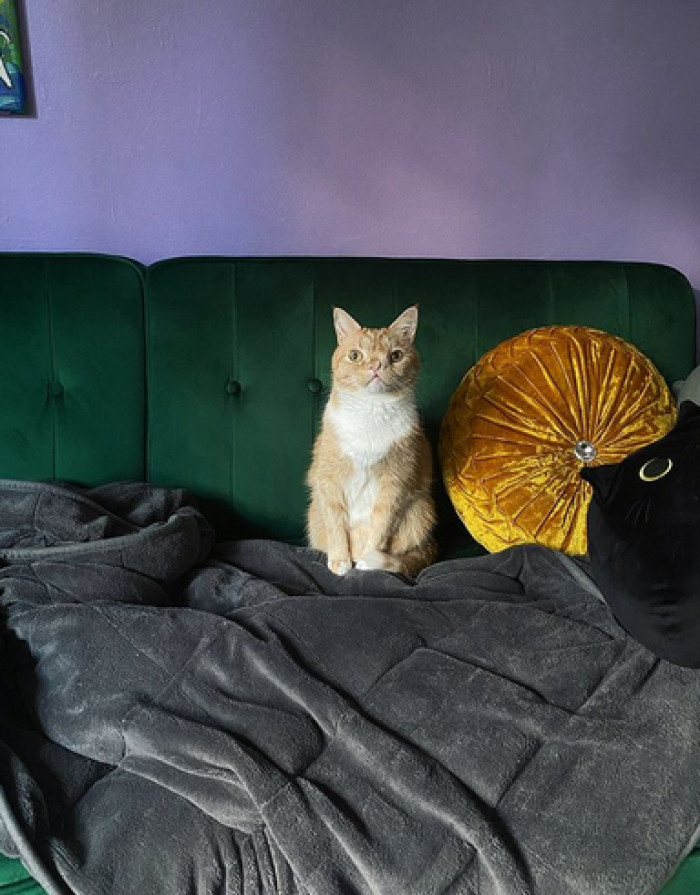 Cleft palate occurs when the tissue that makes up the roof of the mouth does not join together completely during pregnancy.