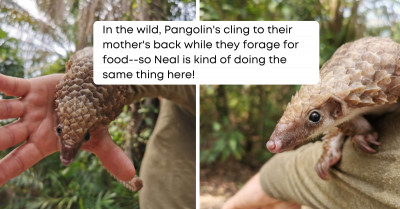 Pangolin Will Not Stop Kissing His Rescuers To Thank Them For Saving Him