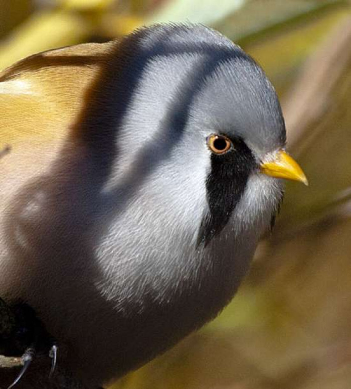 Who needs extensive yoga sessions when you're a Bearded Reedling who can do the perfect split?