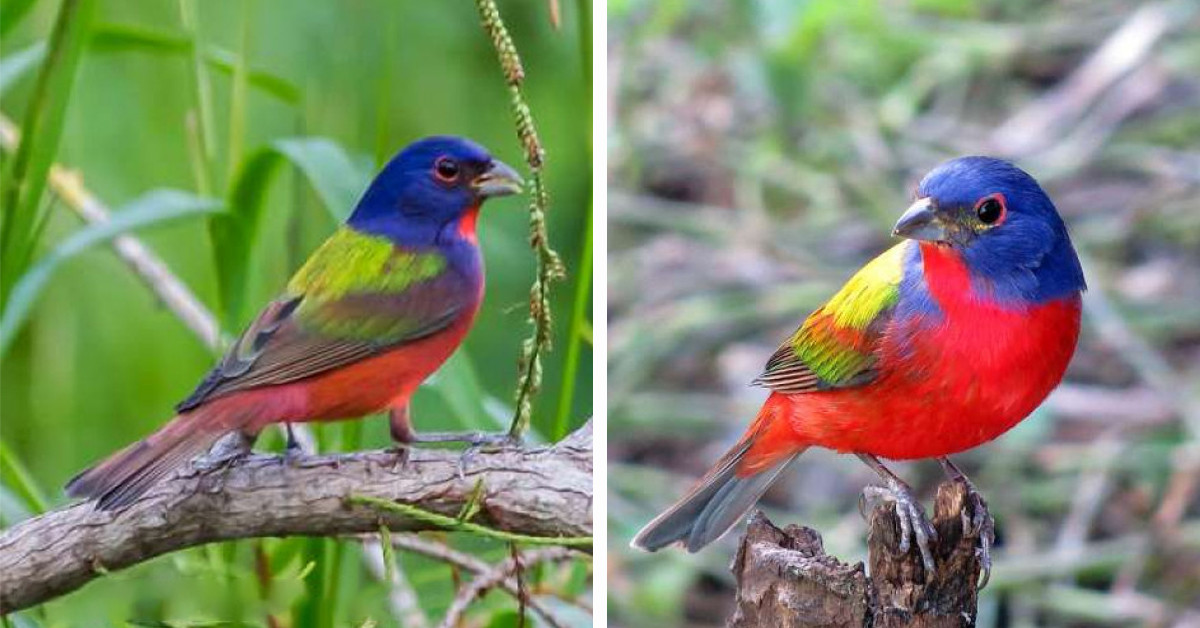 A Group Of People Gathered Under The Cold, Drizzling Rain Just For A Chance To See This Magical Bird