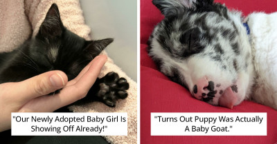 40 Wholesome Photos Of Rescued Pets That Will Bring A Smile To Your Face