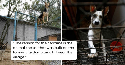 This Shelter for Homeless Animals Provides a Home for More Than 2,000 Stray Dogs