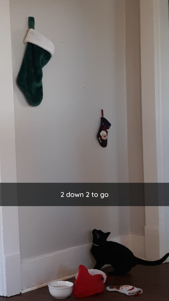 13. Counting Catto? Maybe.