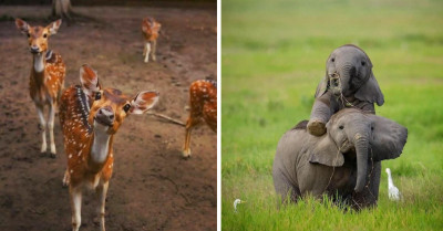 50+ Breathtaking Pictures Of Animals Captured In The Right Place And At The Right Time