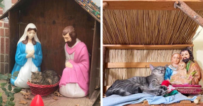 Mischievous Cats Making Themselves At Home In Nativity Scenes
