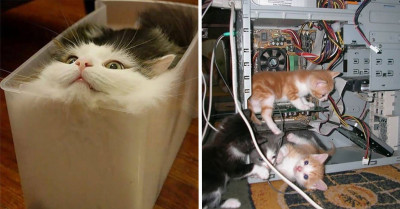 Funny Pics Of Cats Found At Random Places Shared By This Twitter Account Are Truly Irresistible