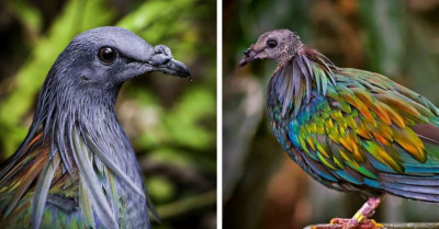 This Pretty Bird Will Impress You With Its Incredible "Coat Of Many Colors"
